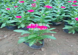 鲜花批发用哪个平台好