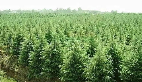 全国最大的苗木平台