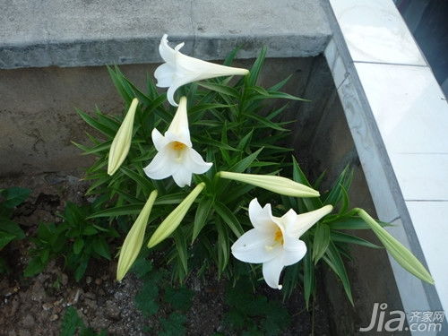 百合花的寓意及象征
