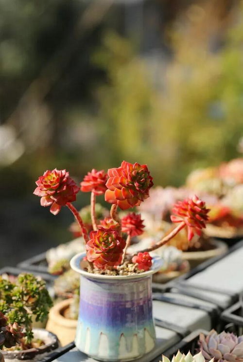 花语是遗憾错过的花