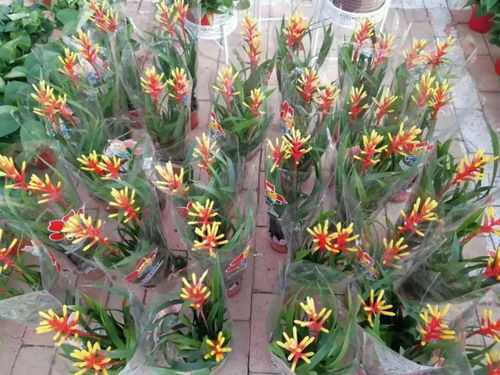附近的花卉批发市场在哪里