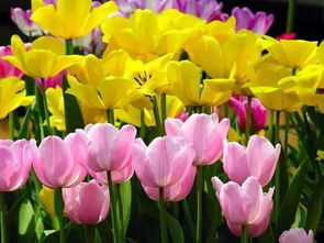 郁金香花