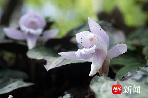 国家一级珍稀花