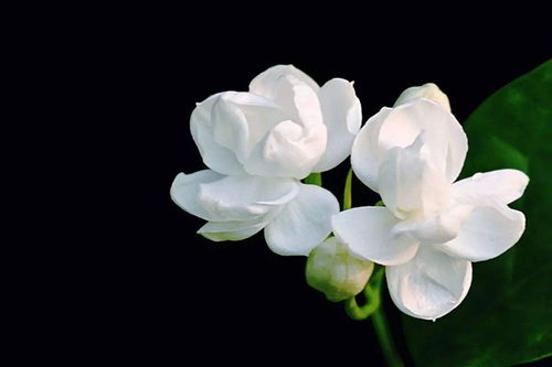茉莉花花语