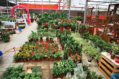 我附近的花卉市场 批发