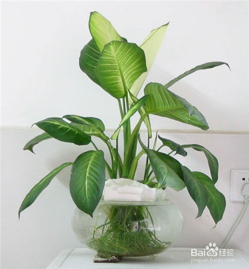 最适合家里养的十大植物