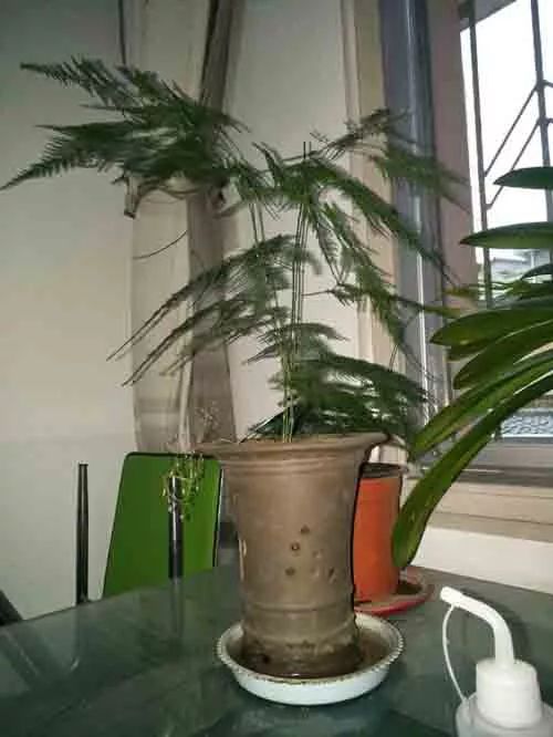 最适合放卧室的十种花