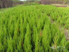 紧急求购苗木信息
