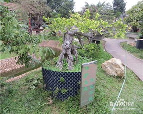 附近卖鲜花的地方在哪里