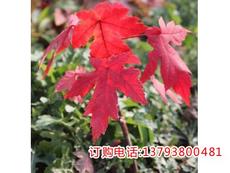 8一10公分红枫价格表