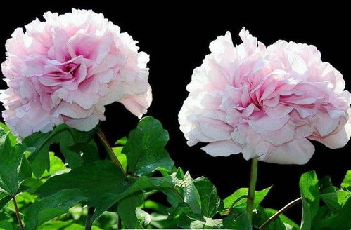 芍药花诗句
