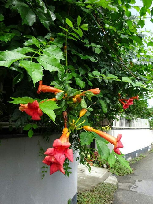 各种花图片