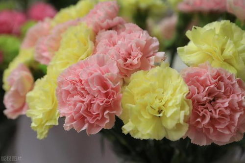 康乃馨花语大全