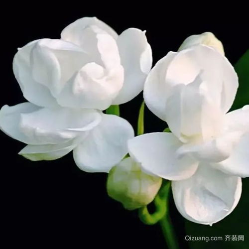 茉莉的花语和寓意