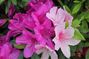 杜鹃花怎样养护