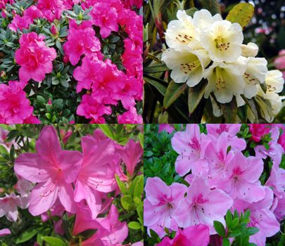中国名花50种