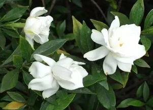 栀子花花语图片