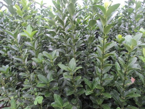冬青是什么植物