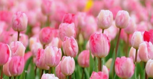 紫色郁金香花语和寓意