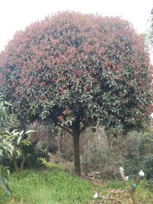 桂花树市场价格