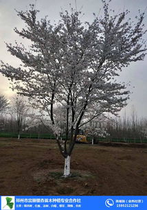 樱花树价格一览表图片