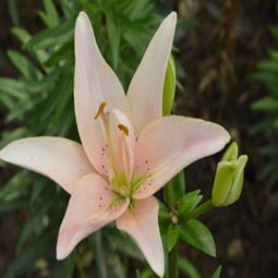 百合花图片大全 高清