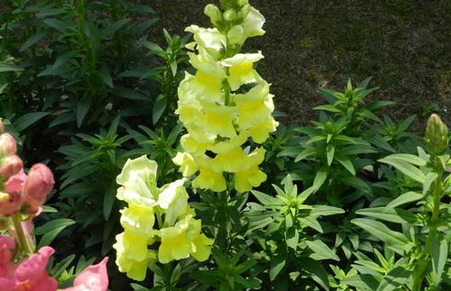 金鱼草花语