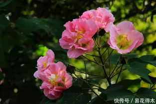 木芙蓉的诗句