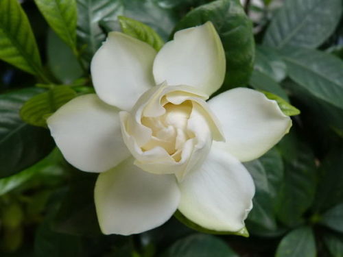 栀子花花语大全带图片