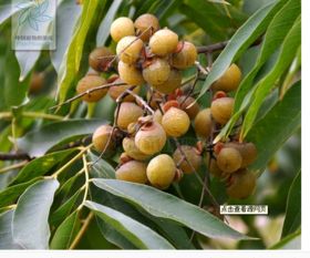 无患子为什么叫鬼见愁