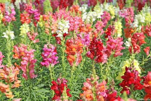 蜀葵花语和寓意