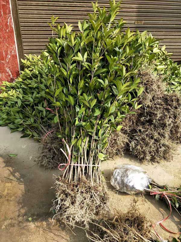 香樟树图片作用与功效