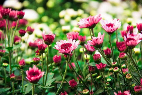 关于花的花语大全集