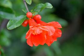 西安市花