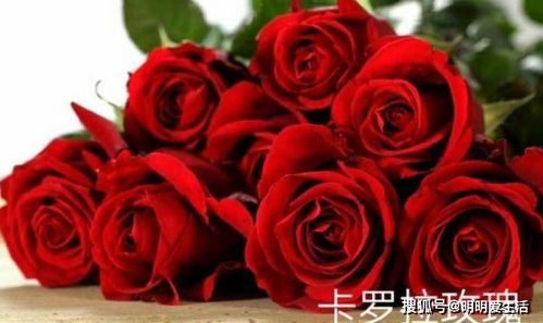 家里为什么不能养玫瑰花