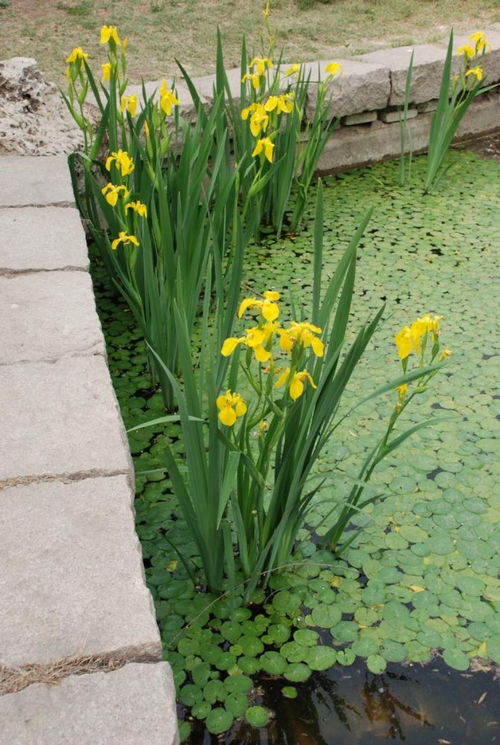黄菖蒲是挺水植物吗