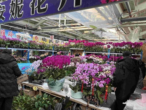 哈尔滨花卉大市场电话