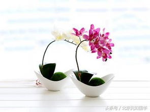 蝴蝶兰花语寓意象征