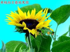 适合老爸的生日鲜花图片
