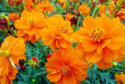 硫华菊