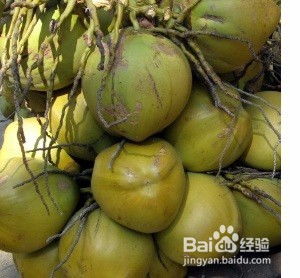 椰子靠什么传播种子