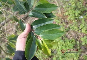 合欢花的功效与作用及副作用