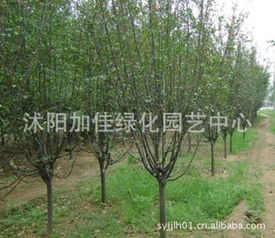 西府海棠树图片