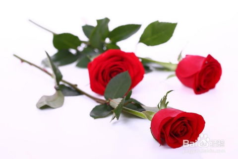情人节花束含义