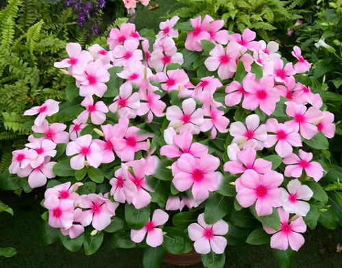 夏季有什么花开花