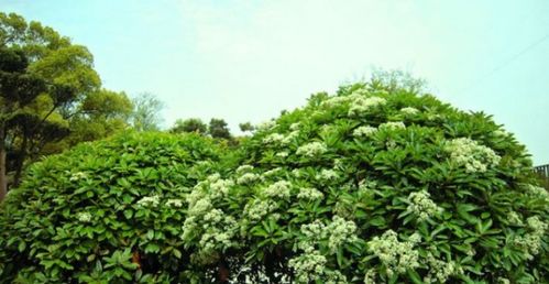 石楠花味道像什么