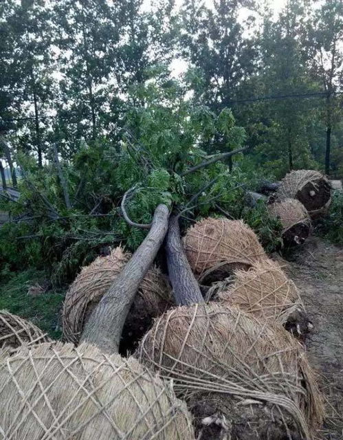 枫杨树的药用价值
