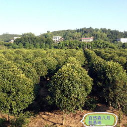 青青花木网官网