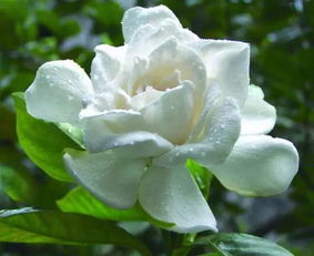 茉莉花花语是什么