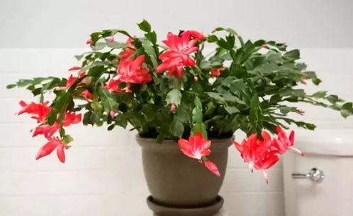 40种室内植物开花